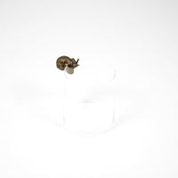 Brass Snail - image 3